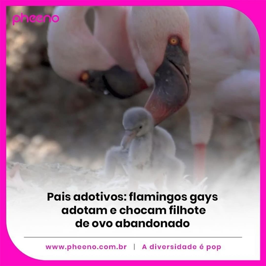 No San Diego Zoo Safari Park, na Califórnia (EUA), dois flamingos machos se tornaram pais