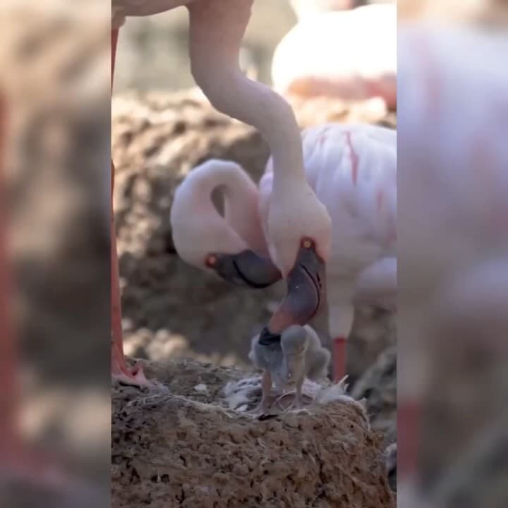 No San Diego Zoo Safari Park, na Califórnia (EUA), dois flamingos machos se tornaram pais